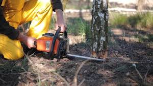 Professional Tree Services in Reedsville, WI