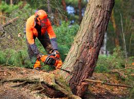 Best Tree Trimming and Pruning  in Reedsville, WI