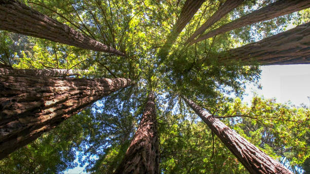 Best Tree Maintenance Programs  in Reedsville, WI