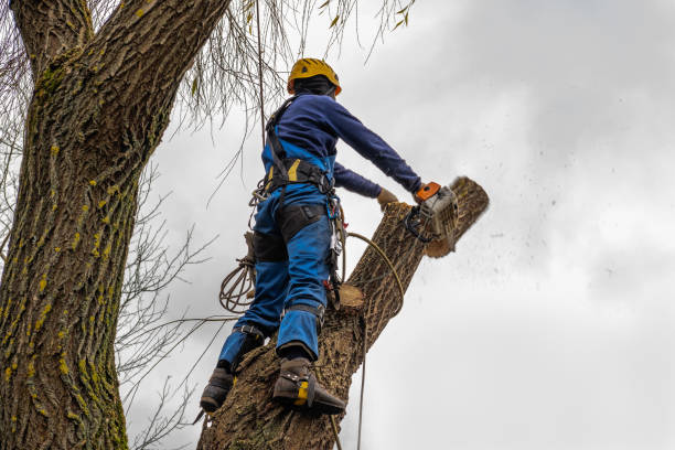Best Seasonal Cleanup (Spring/Fall)  in Reedsville, WI