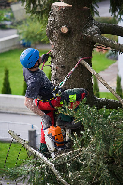 Best Hazardous Tree Removal  in Reedsville, WI