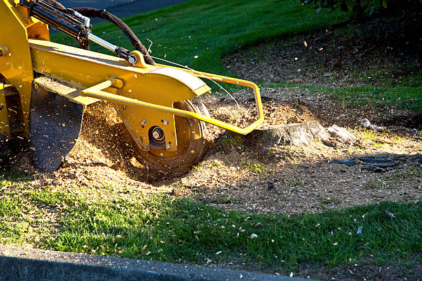 Best Lawn Drainage Solutions  in Reedsville, WI