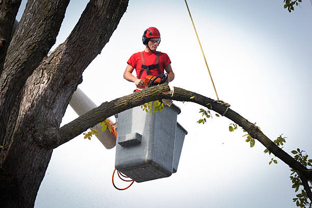 Best Aeration Services  in Reedsville, WI