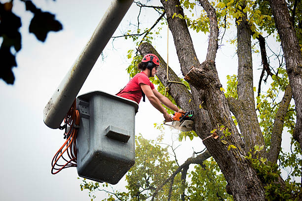 How Our Tree Care Process Works  in  Reedsville, WI