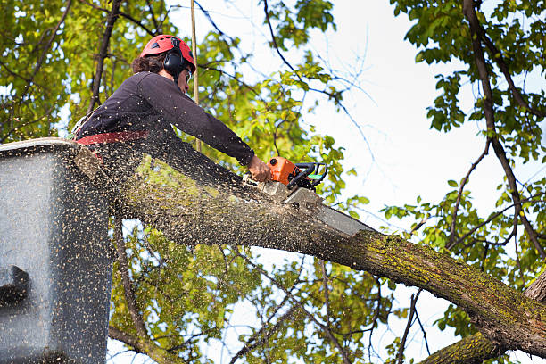 Best Lawn Mowing  in Reedsville, WI