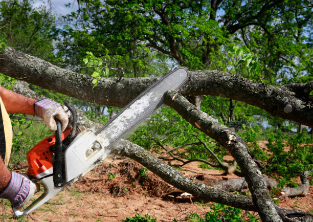 Best Fruit Tree Pruning  in Reedsville, WI